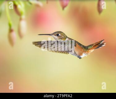 Immaturo maschio Rufous Hummingbird in volo Foto Stock