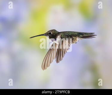 Hummingbird maschio con il mento nero in volo Foto Stock