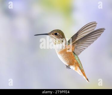 Immaturo maschio Rufous Hummingbird in volo Foto Stock