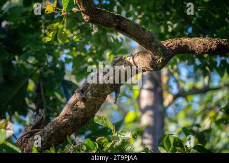 Un monitor indiano Lizard che prende il sole su un ramo di un albero. Foto Stock