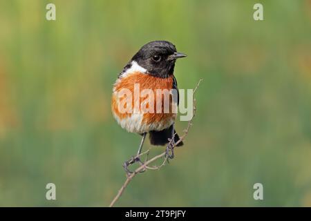 Un uomo africano di pietra (Saxicola torquatus) arroccato su un ramo, in Sudafrica Foto Stock