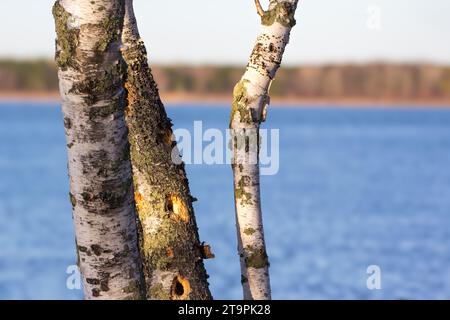 Paper Birch Tree (Betula papyrifera) da vicino con lo sfondo sfocato del lago e la colorata costa della Chippewa National Forest, Minnesota settentrionale USA Foto Stock