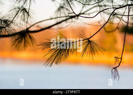 Eastern White Pine silhouette (Pinus strobus) su sfondo colorato e sfocato di lago e alberi in autunno nel nord degli Stati Uniti d'America Foto Stock