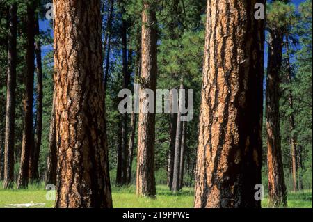 Ponderosa Pine, Imnaha Wild & Scenic River, Hells Canyon National Recreation area, Oregon Foto Stock