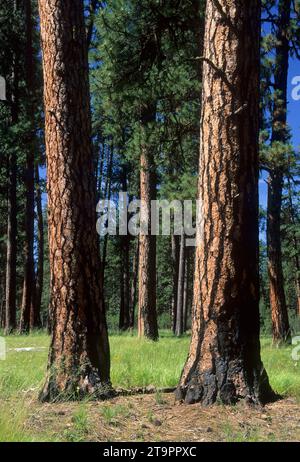Ponderosa Pine, Imnaha Wild & Scenic River, Hells Canyon National Recreation area, Oregon Foto Stock