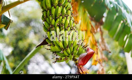 Banana verde appesa all'albero, mazzo di banane non mature o genere musa sull'albero. Foto Stock