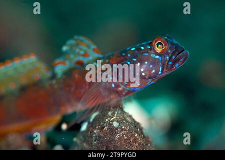 Goby a sbarramento largo, Amblyeleotris latifasciata, con pinna estesa, sito di immersione Melasti, Karangasem, Bali, Indonesia Foto Stock