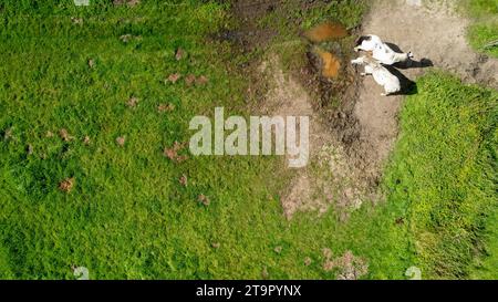 Da una prospettiva aerea dall'alto verso il basso, due cavalli bianchi vengono catturati fianco a fianco in un sorprendente contrasto di colore sullo sfondo verdeggiante di un prato erboso. La zona sabbiosa in cui si trovano offre una tavolozza naturale di toni terrosi che si abbinano splendidamente al lussureggiante verde circostante. Questa tranquilla scena racchiude l'essenza della vita pastorale e la convivenza pacifica delle creature della natura. Compagnia nei pascoli verdi. Foto di alta qualità Foto Stock