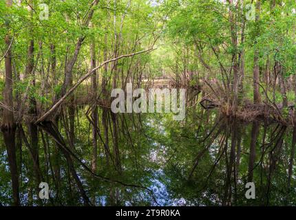 Swampy Creek presso il campo di battaglia nazionale di Moores Creek, sito NPS Foto Stock