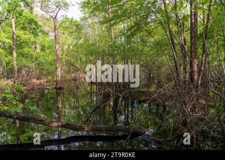 Swampy Creek presso il campo di battaglia nazionale di Moores Creek, sito NPS Foto Stock