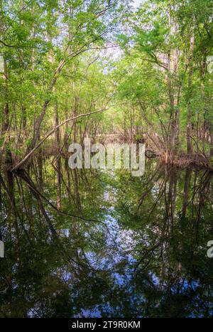 Swampy Creek presso il campo di battaglia nazionale di Moores Creek, sito NPS Foto Stock