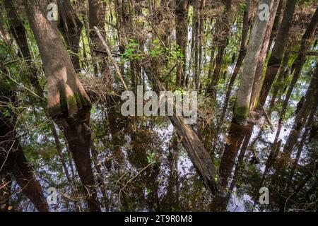 Swampy Creek presso il campo di battaglia nazionale di Moores Creek, sito NPS Foto Stock