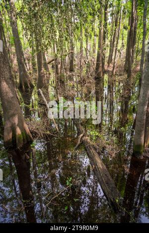 Swampy Creek presso il campo di battaglia nazionale di Moores Creek, sito NPS Foto Stock