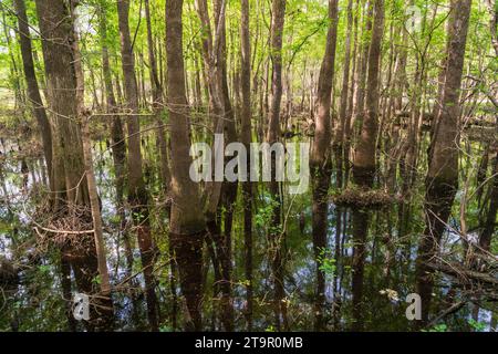 Swampy Creek presso il campo di battaglia nazionale di Moores Creek, sito NPS Foto Stock