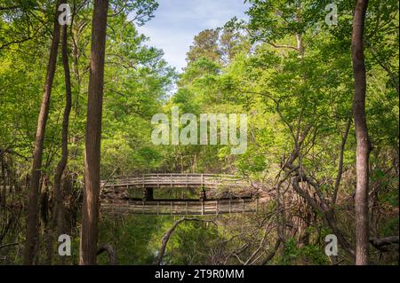 Swampy Creek presso il campo di battaglia nazionale di Moores Creek, sito NPS Foto Stock