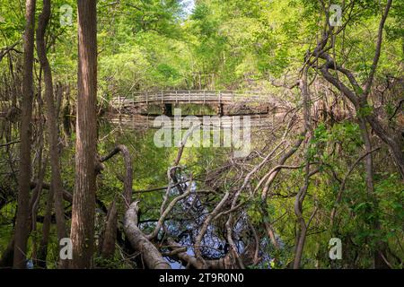 Swampy Creek presso il campo di battaglia nazionale di Moores Creek, sito NPS Foto Stock