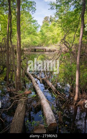 Swampy Creek presso il campo di battaglia nazionale di Moores Creek, sito NPS Foto Stock