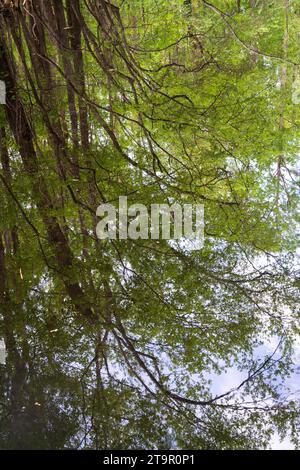 Swampy Creek presso il campo di battaglia nazionale di Moores Creek, sito NPS Foto Stock