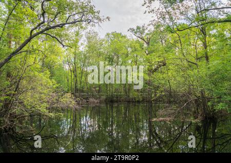 Swampy Creek presso il campo di battaglia nazionale di Moores Creek, sito NPS Foto Stock