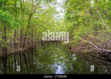 Swampy Creek presso il campo di battaglia nazionale di Moores Creek, sito NPS Foto Stock