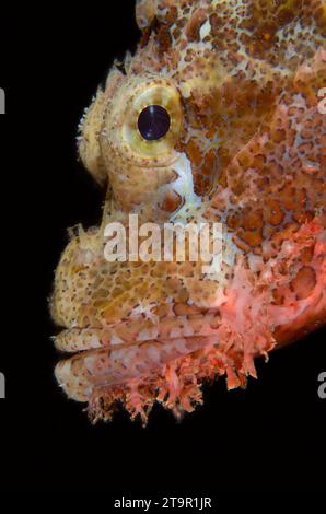 Scorpione con nappine, Scorpaenopsis oxycephala, immersione notturna, sito di immersione Seraya Secrets, Seraya, Karangasem, Bali, Indonesia, Oceano Indiano Foto Stock