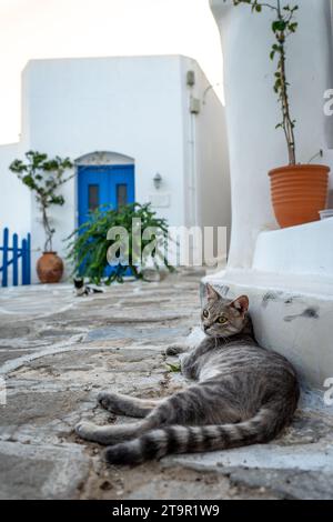 Un gatto bianco e nero sdraiato in una posizione rilassata su un marciapiede di cemento accanto a un edificio Foto Stock