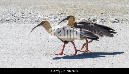 Un paio di uccelli Theristicus caudatus che camminano insieme in tandem. Foto Stock