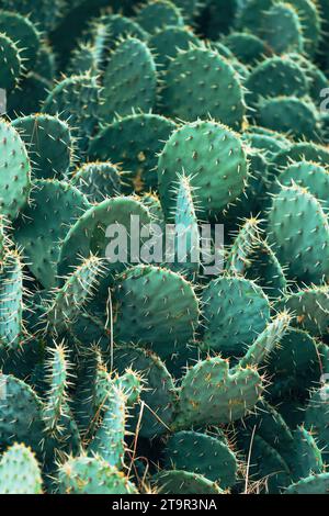 Cactus tulipano d'India (Opuntia phaeacantha). Messa a fuoco selettiva Foto Stock
