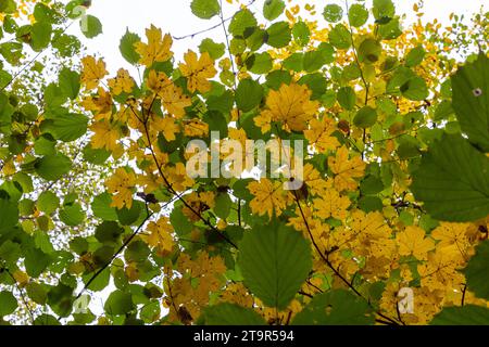 foglie di acero giallastro su sfondo azzurro in autunno in una giornata di sole. Foto Stock