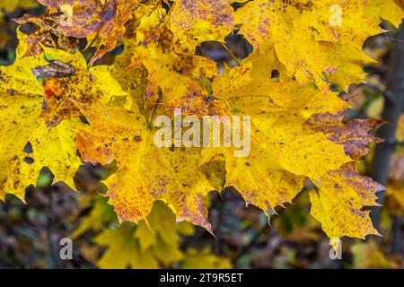 foglie di acero giallastro su sfondo azzurro in autunno in una giornata di sole. Foto Stock