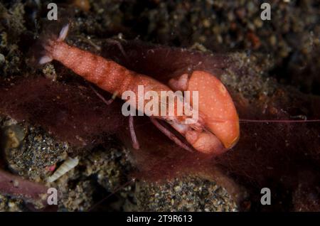 Gamberetti a tubo di alghe, Alpheus frontalis, su alghe rosse, Ceramium sp, sito di immersione Bulakan Slope, Seraya, Karangasem, Bali, Indonesia, Oceano Indiano Foto Stock