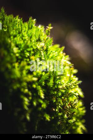 Muschio su pietra nella foresta umida. primo piano e messa a fuoco selettiva Foto Stock