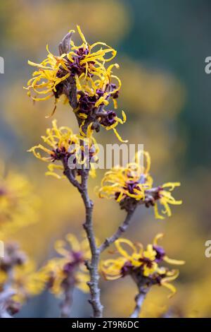 Hamamelis x intermedia Harlow Carr, Hamamelis x intermedia Newington, nocciolo ibrido della strega, fiori gialli in inverno Foto Stock