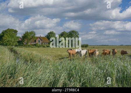 Fattoria tradizionale chiamata Haubarg sulla penisola di Eiderstedt vicino a Sankt Peter-Ording, Mare del Nord, Frisia settentrionale, Germania Foto Stock