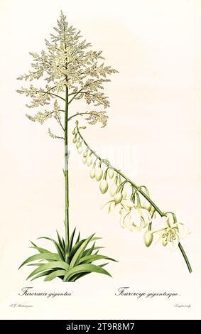 Vecchia illustrazione di Gyant Cabuya (Furcraea foetida). Les Liliacées, di P. J. Redouté. Imp. Didot Jeune, Parigi, 1805 - 1816 Foto Stock