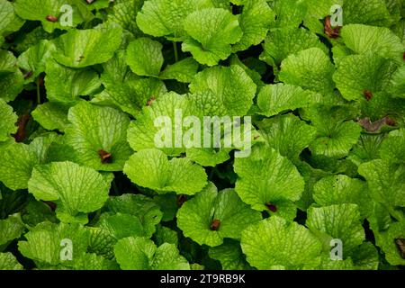 Fattoria Wasabi. Wasabi fresco e biologico nei campi e nelle terrazze di Idakaba, nella penisola di Izu, in Giappone. Foto Stock