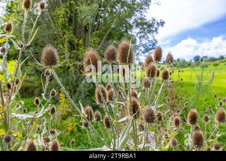 Primo piano delle piante selvatiche di Dipsacus o del Tesello con i loro fiori secchi, la pianura della valle con erba verde e alberi su sfondo sfocato, soleggiata giornata estiva Foto Stock