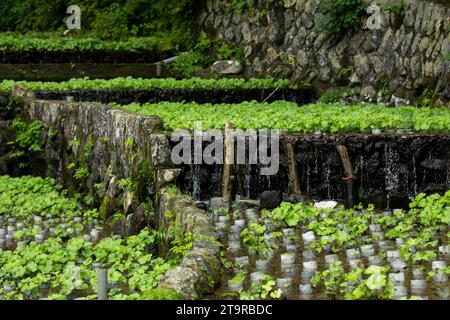 Fattoria Wasabi. Wasabi fresco e biologico nei campi e nelle terrazze di Idakaba, nella penisola di Izu, in Giappone. Foto Stock