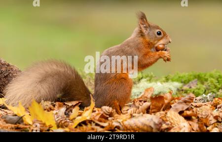 Red Squirrel, nome scientifico, Sciurus vulgaris, allerta scoiattolo rosso con orecchie tufty, seduto a mangiare una nocciola, rivolto verso destra. Kinloch Rannoch. SC Foto Stock