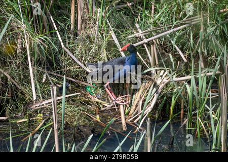 Pukeko, New Zealand Swamp hen, te Mome Stream, Petone, Hutt City, Wellington, North Island, nuova Zelanda Foto Stock