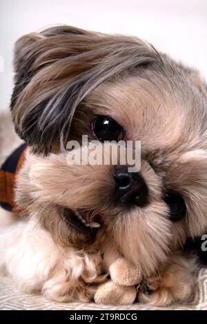 cane purosangue, foto di primo piano, aspetto, purosangue, ritratto, fotografia, shih tzu, pet, animale, giovane, piccolo, doggy, amico, mammifero, pedigree, adorabile, Foto Stock