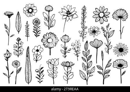 Impostare gli elementi floreali dello schizzo. Fiori e foglie. Fiori di concetto per matrimoni. Poster floreale, invito. Disposizioni vettoriali per la progettazione di biglietti di auguri o inviti Illustrazione Vettoriale