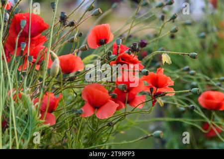 Foto a fuoco selezionata. Fiori di papavero dalla testa lunga, Papaver dubium al prato. Foto Stock