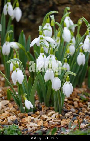Galanthus Selborne Green Tips, Elwesii, Galanthus, bianco, Inverno, fioritura precoce, segni verdi sugli esterni. Foto Stock