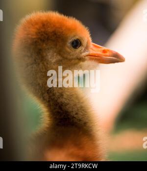 Reintroduzione di WOPOOPOING Crane, uscita diretta autunnale Foto Stock