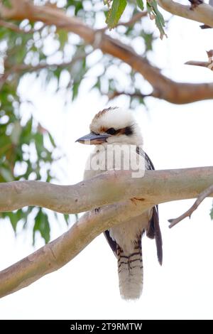 Il kookaburra ridendo è un uccello della sottofamiglia kingfisher Halcyoninae. Si tratta di un kingfisher grande e robusto con una testa biancastra e una striscia oculare marrone Foto Stock