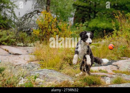 Cane bianco e nero che corre, giocando a fetch con la palla all'aperto Foto Stock