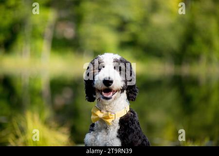 Primo piano di un cane bianco e nero felice che indossa una cravatta gialla Foto Stock