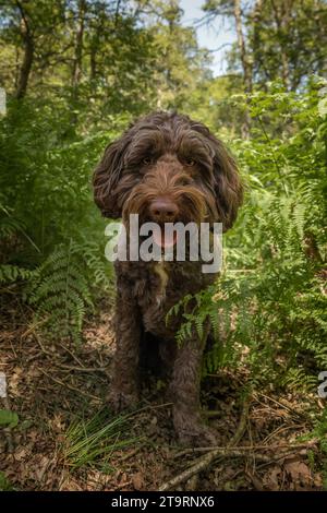 Cane Brown Sprockapoo - Springer Cocker Poodle Cross - seduto guardando direttamente la telecamera nella foresta con la lingua fuori Foto Stock