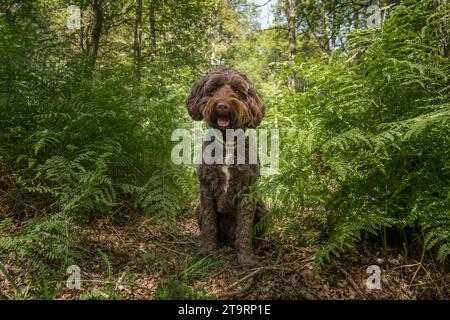 Cane Brown Sprockapoo - Springer Cocker Poodle Cross - seduto guardando direttamente la macchina fotografica nella foresta con gli alberi in un'apertura Foto Stock